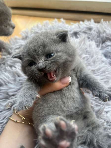 ? Продаются котята British Shorthair – Лондон ?? в фото 6