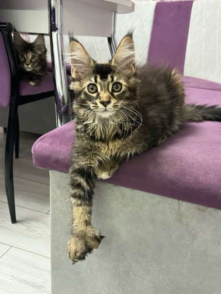 Мейн-кун полидакт девочка в Новосибирске фото 10