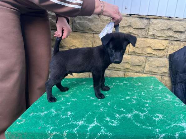 Маленький хорошенький щенок в Санкт-Петербурге фото 9