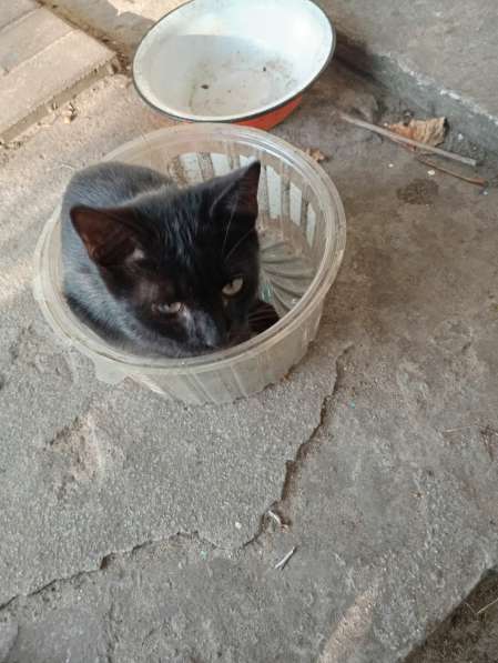 Самый лучший котенок в 