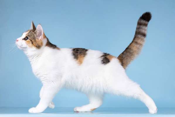 Для котёнка-подростка Ники ищем самые добрые руки в Москве фото 3