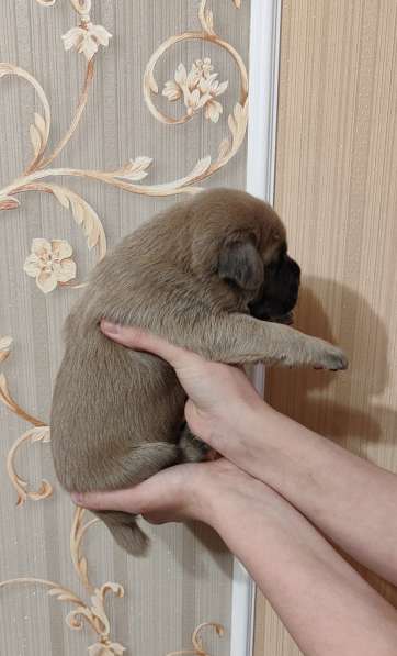 Щенки Кане корсо в 