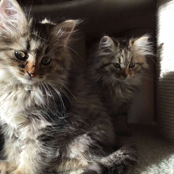 Сибирские котята в Челябинске фото 3