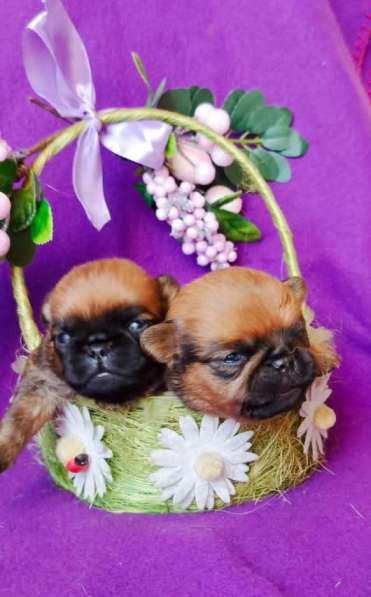 Щенки пти-брабансона рыжие в Москве фото 3