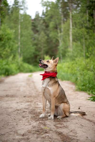 Бетти — та самая, Ваша идеальная собака в Москве фото 6