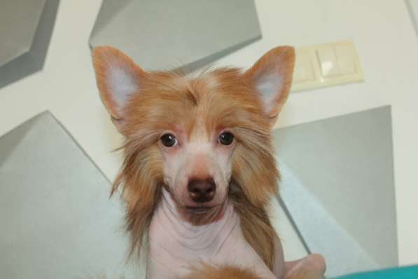 Китайская хохлатая щенок в Москве фото 4