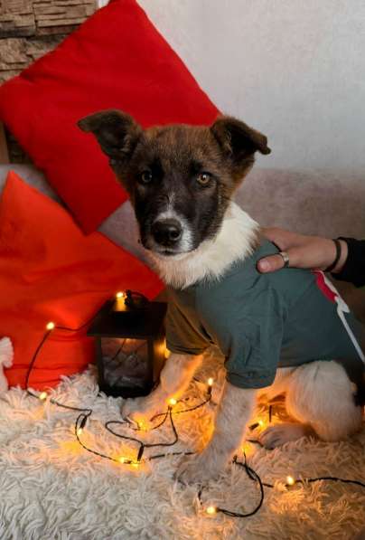 Очень красивые щенки в Санкт-Петербурге фото 18