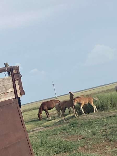 Продам лошадь в Саратове