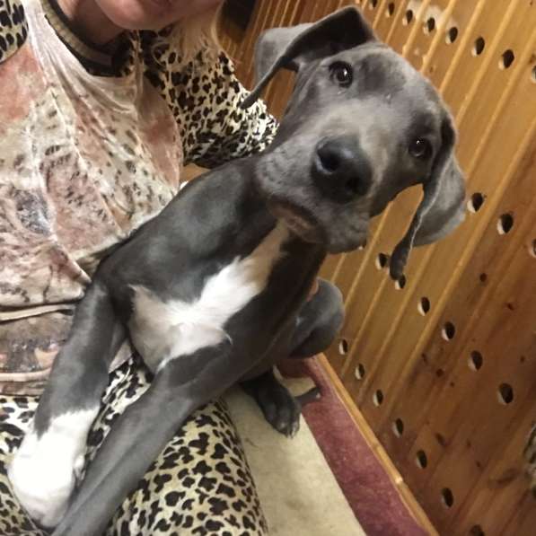 Дог в Москве фото 6