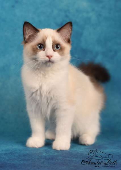 Male for pet ragdoll в Москве