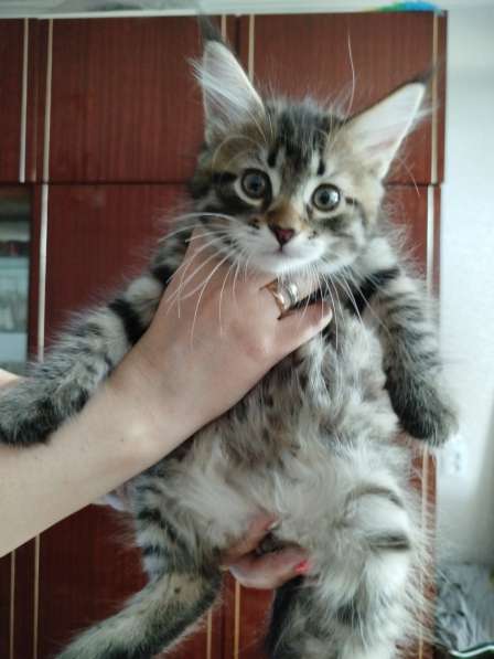 Продажа котят в фото 4