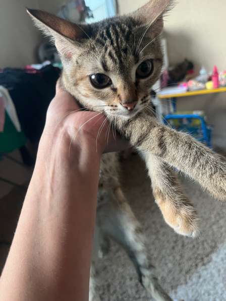 Котенок