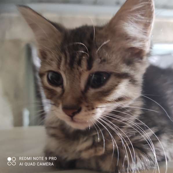 Котята в добрые руки в фото 4