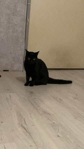 Кошка в добрые руки в Санкт-Петербурге