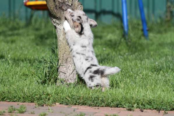 Вельш корги кардиган в Москве