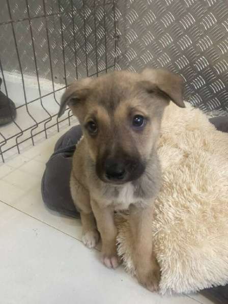 7 очаровательных щенят в дар в Москве фото 10