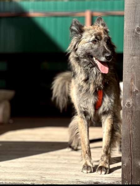 Пушистая красавица собака Дюша в добрые руки в Москве фото 8