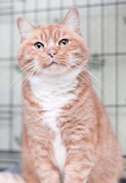 Рыжая редкая спокойная кошка Жужа в дар в Москве фото 4