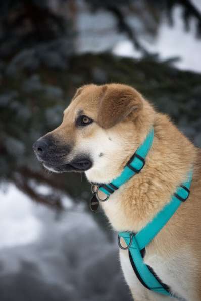 Чудесная Барабулька ищет дом и любящую семью! в Москве фото 8