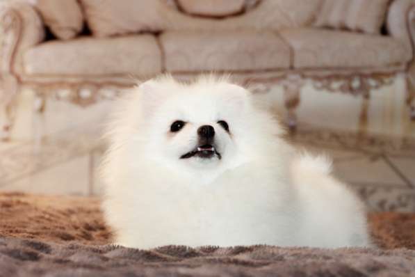 Щенки померанского шпица в Москве фото 4