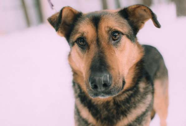 Заботушка, самый добрый пёс на свете в Санкт-Петербурге фото 11