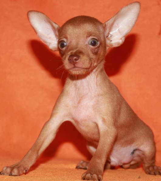 Продаются щенки пражского крысарика в Москве фото 3