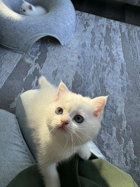 Шотландский котенок