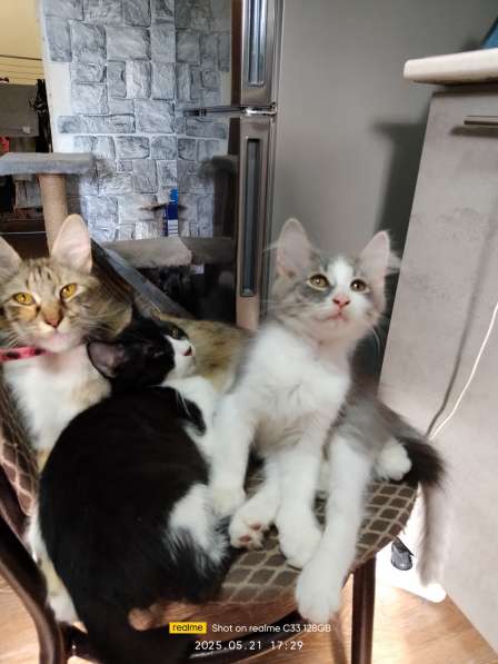 Котята в хорошие руки в фото 6