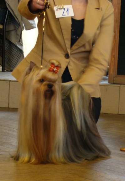 Щенки йорка из питомника