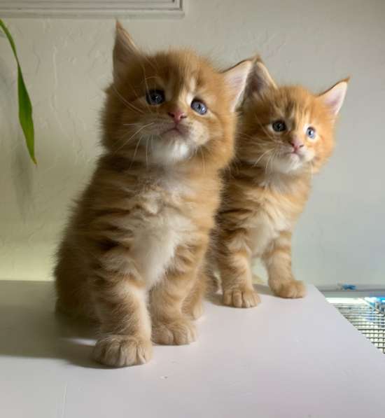 Майн - Кун котята