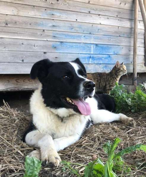 Белый Бим чёрное ухо