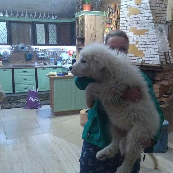 Маремма абруцкая овчарка в Челябинске фото 8