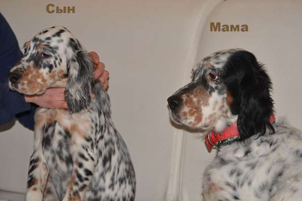 Английский сеттер щенки из элитного питомника в Москве фото 134