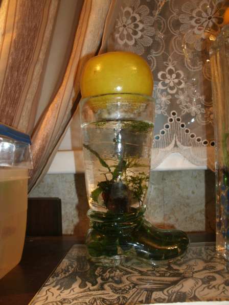 Вазариум в Москве фото 14