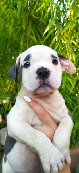 Мощные щенки амстаффа голубых кровей в фото 9