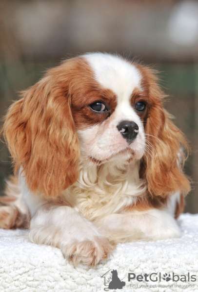 Cavalier King Charles Spaniel Puppy в Москве