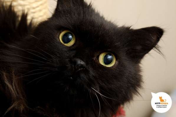 Котенок Бэтмен