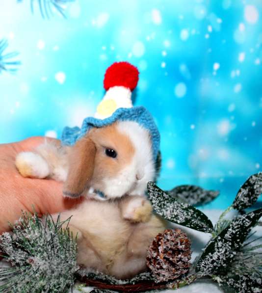 Продажа вислоухих мини-крольчат на новый год в Москве фото 10