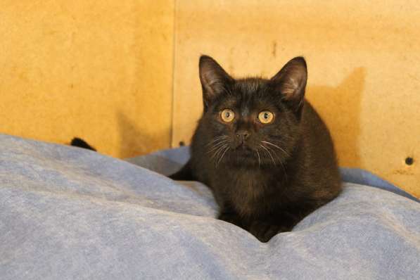 Грациозные угольно-черные котята в Санкт-Петербурге фото 22