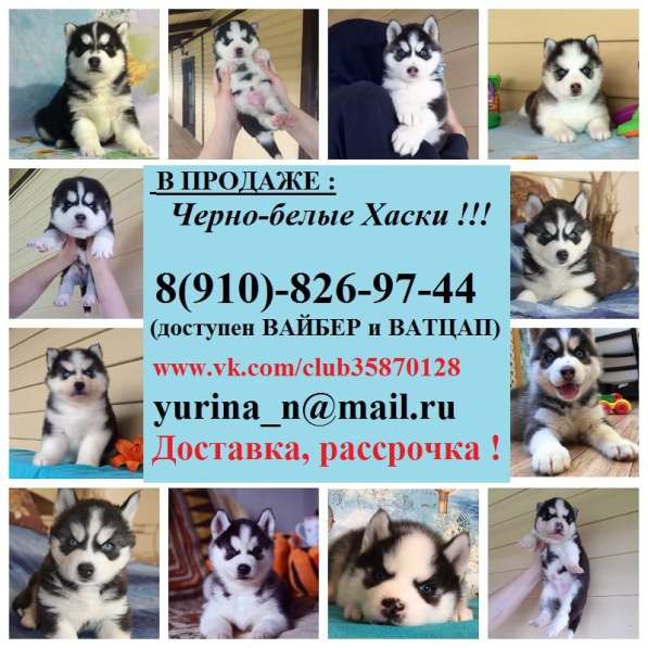Щеночки сибирской хаски. разноглазые и голубоглазые в Гаврилов-яме
