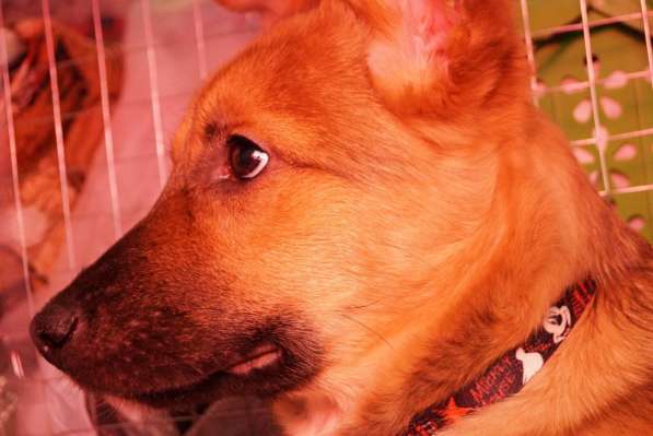 Ника, семейная собака ищет дом в Бронницах фото 19