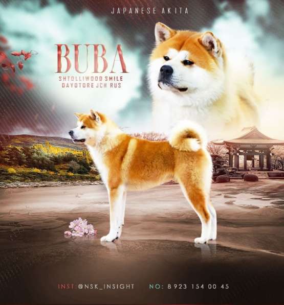 Акита-ину в фото 3