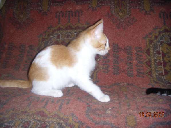 Котята в Севастополе фото 6