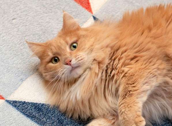 Кошка в добрые руки. Тильда — витамин радости в Калуге фото 8