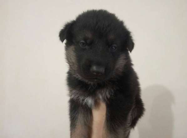 Чистокровные щенки немецкой овчарки в Керчи фото 9