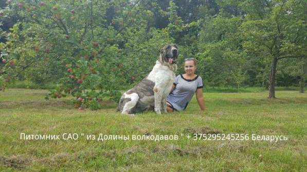 Щенки среднеазиатской овчарки (Алабая) в продаже в фото 10