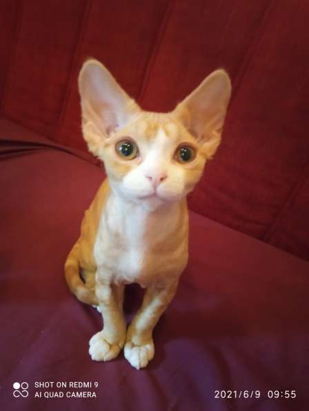 Девон Рекс Мальчики в Москве