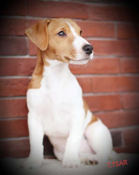 Щенки Джек Рассел терьер в Дмитрове фото 11