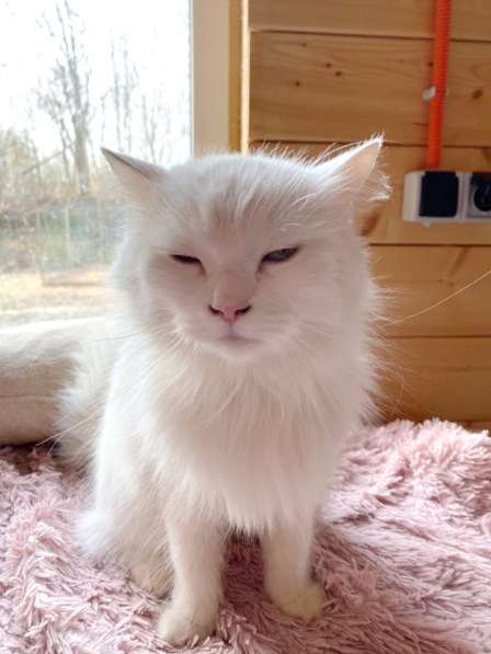 Белый, пушистый и очень ласковый кот в Санкт-Петербурге фото 8