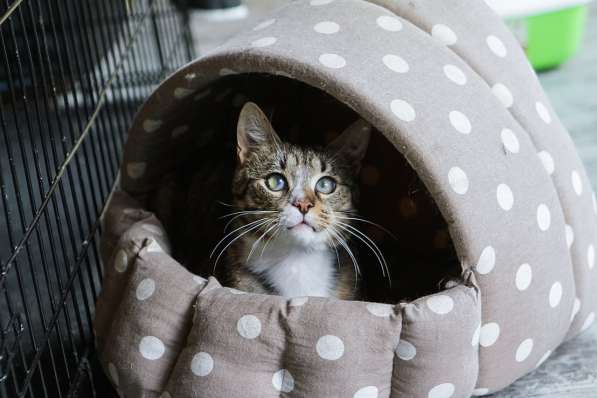 Мурлыка-котик со слепыми глазками ищет дом в Санкт-Петербурге